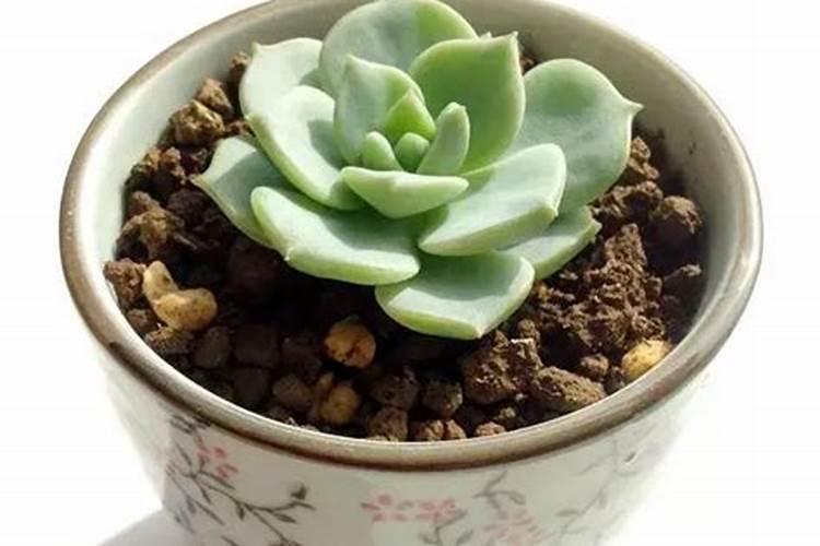 多肉什么季节施肥最好