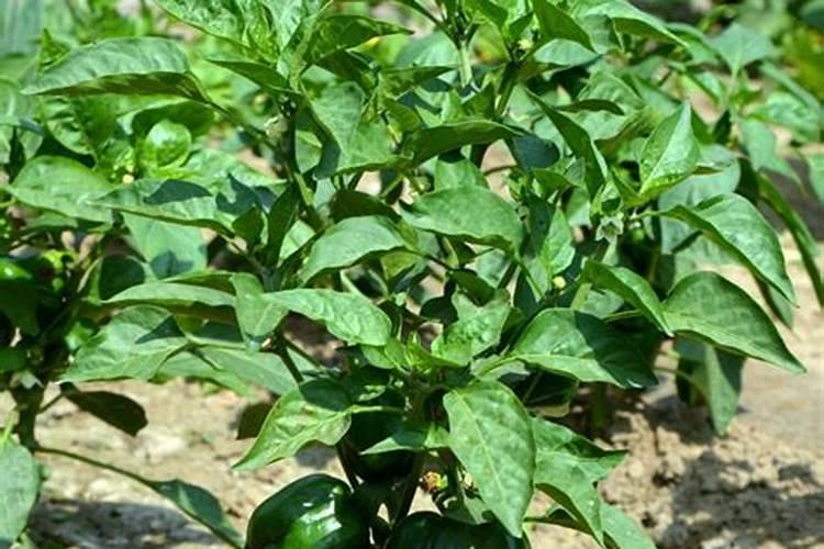 钙肥冲施滴灌好还是叶面喷施好？