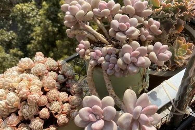 养花的氮肥有哪些