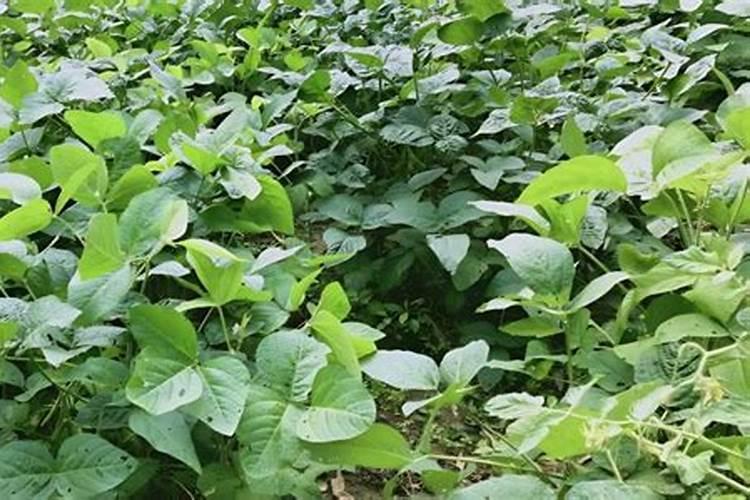 甜瓜授粉15天后冲平衡肥还是高钾肥好？