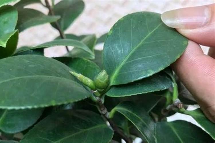 茶花长芽前如何施肥新芽更粗壮