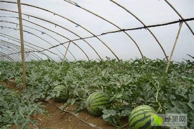 种西瓜用什么什么牌的硫酸钾复合肥好