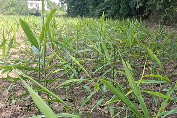 生姜白叶病防治方法