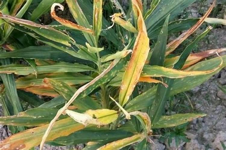 姜必多叶面肥的使用详情