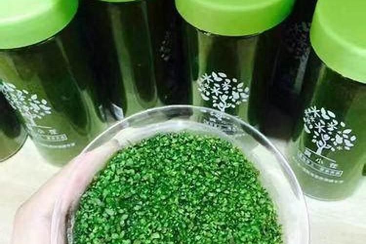 生姜种植要多久才发芽