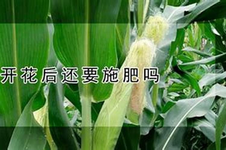 玉米开天花时,需要加化肥吗？加多少呢？