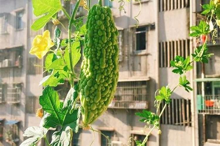 苦瓜可以打芸乐收吗？