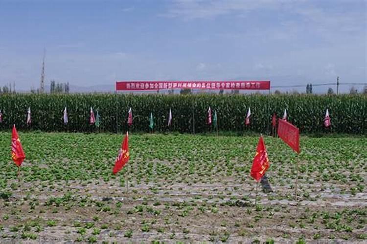 油菜最好的肥料第一名