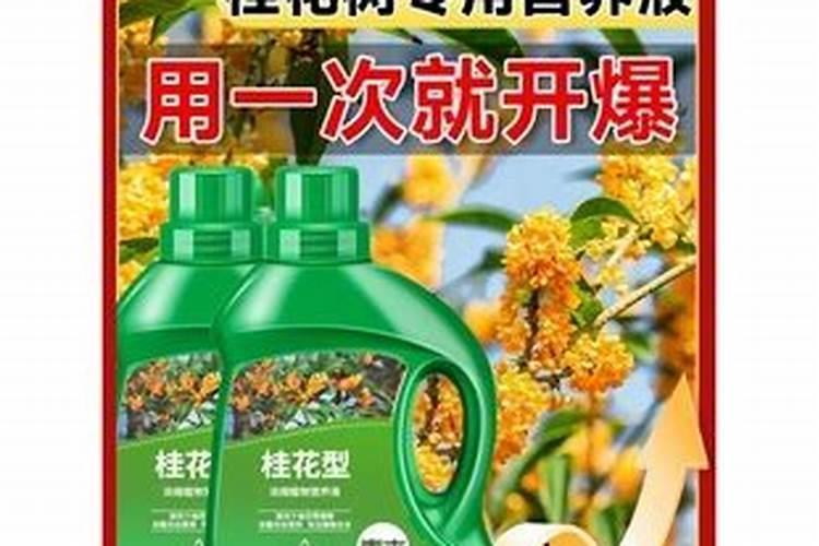 桂花开花前的用肥方法