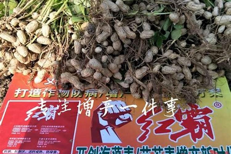 我的花生秧子至今还有卷叶,是什么毛病啊？不长