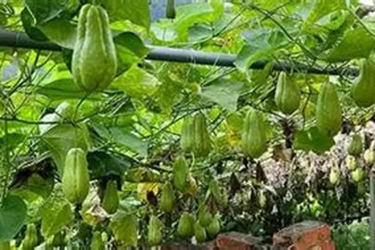 佛手瓜最好的肥料是什么？