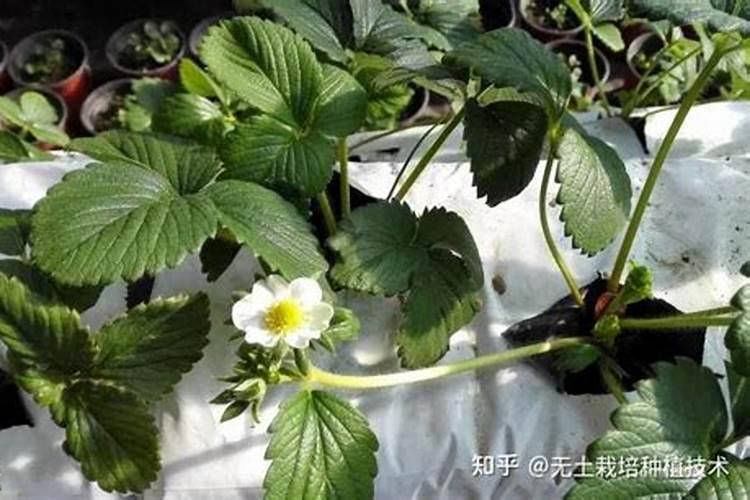 草莓需要氮磷钾肥有什 么作用？