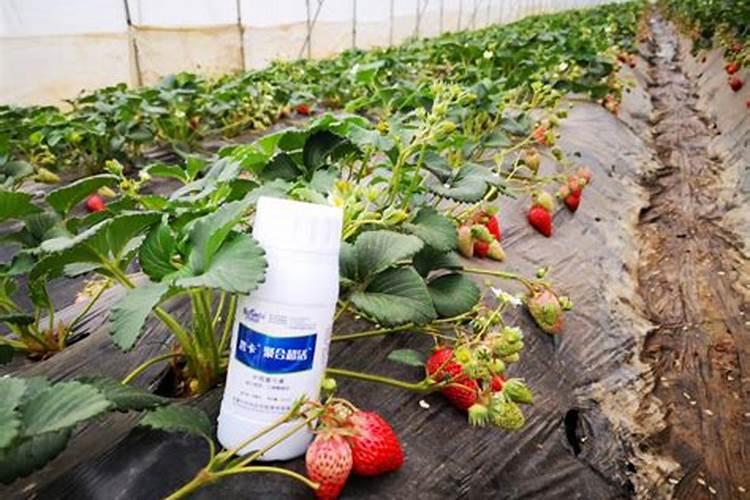 草莓结果期追施用什么肥料？草莓挂果期用什么叶面肥效果好？