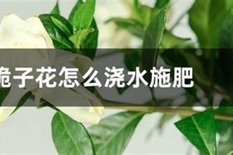 桅子花怎么浇水施肥？