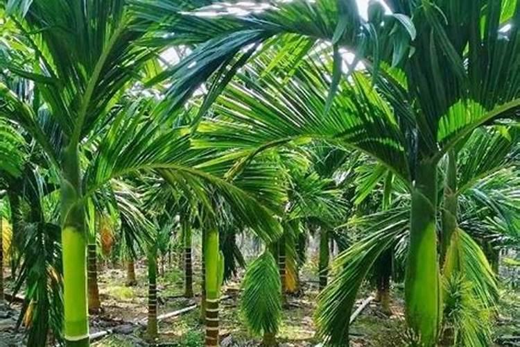 槟榔施什么钾肥才能达到高产