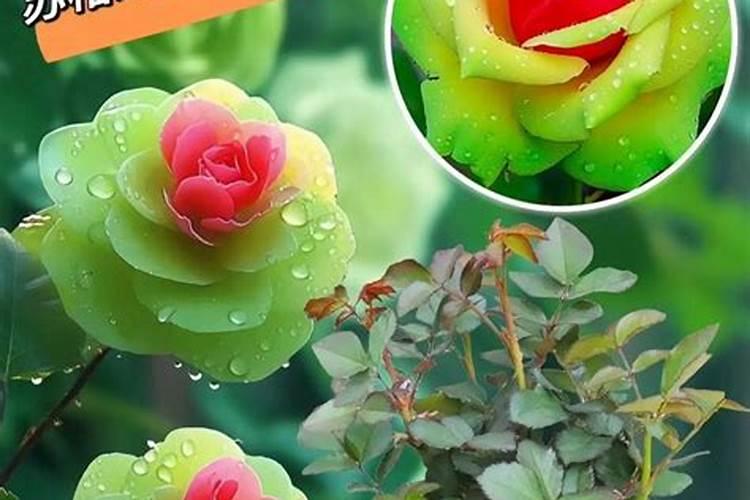 茶花花苞期怎么施肥