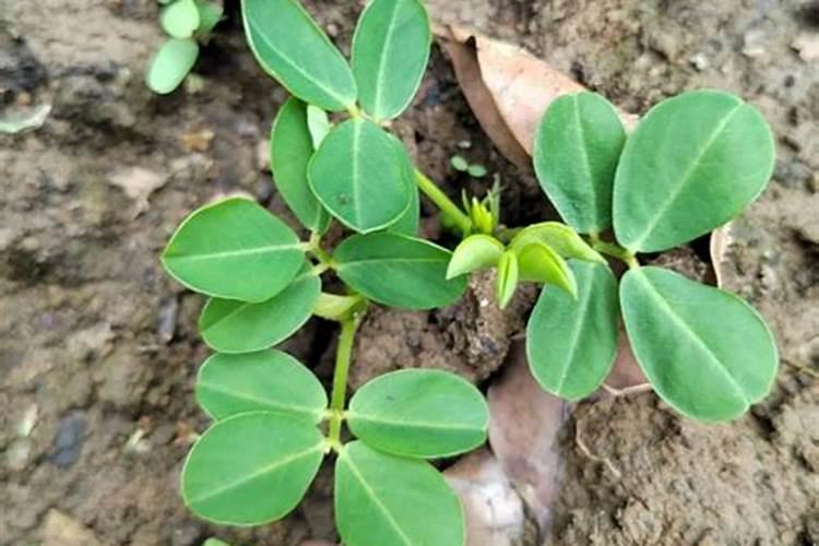 花生追肥用氮.磷钾复合肥还是用硫酸钾复合肥好