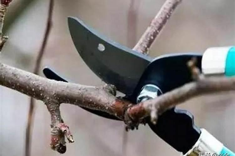 想要玉米高产,要掌握怎样的施肥技术呢？