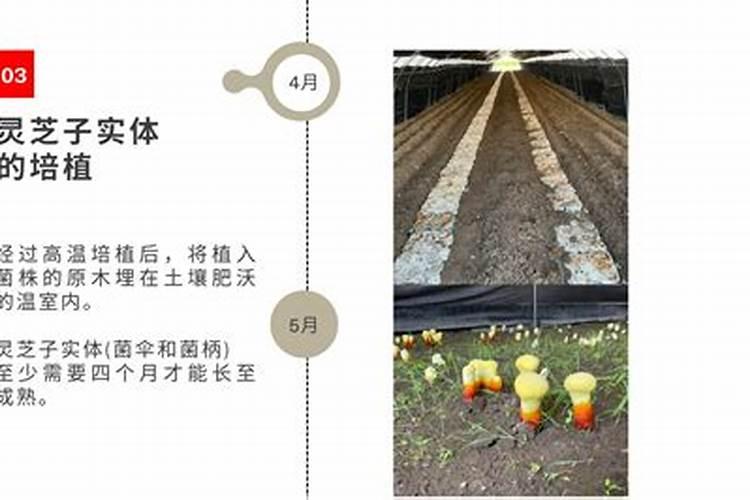 惠比须笑喜欢相对松软,并且养分含量比较高的花土,是真的吗？