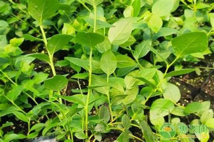 一亩地的玉米一次性施肥100斤,后期不追肥可以吗？