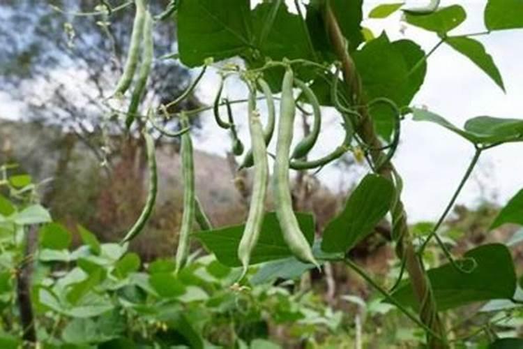 黑芸豆提高产量,有什么好的栽培技术介绍？