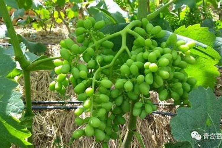 葡萄幼果发黄是怎么回事,解决费用多少