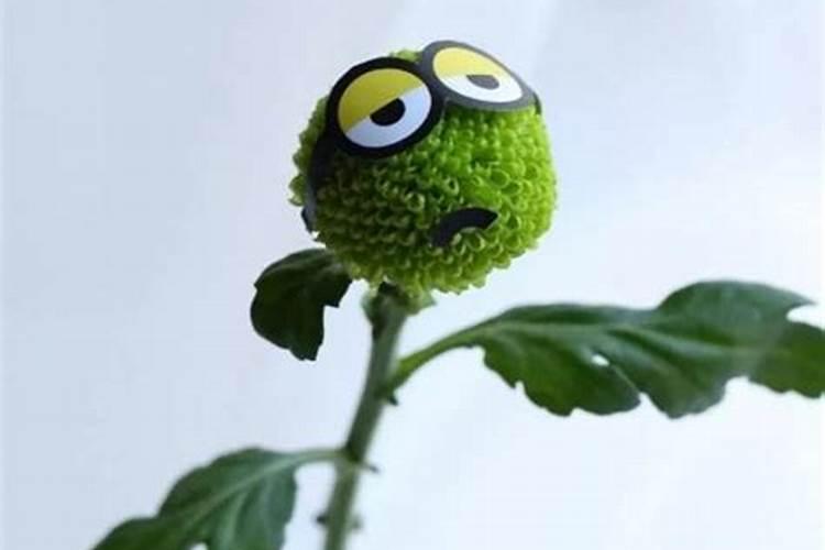 乒乓菊需要施肥吗