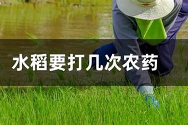 水稻要施硼肥吗