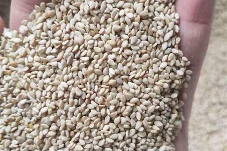 科学施肥效果好,种芝麻怎么施肥好？