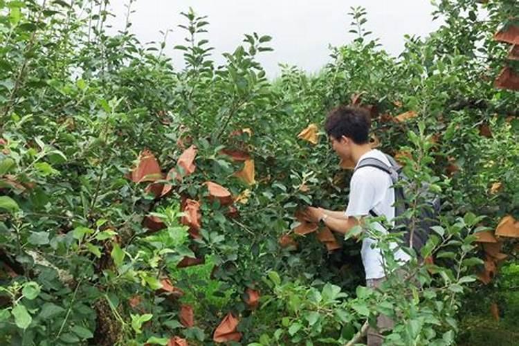 果农们注意了,想要磷肥施肥效果好请记住这几点!
