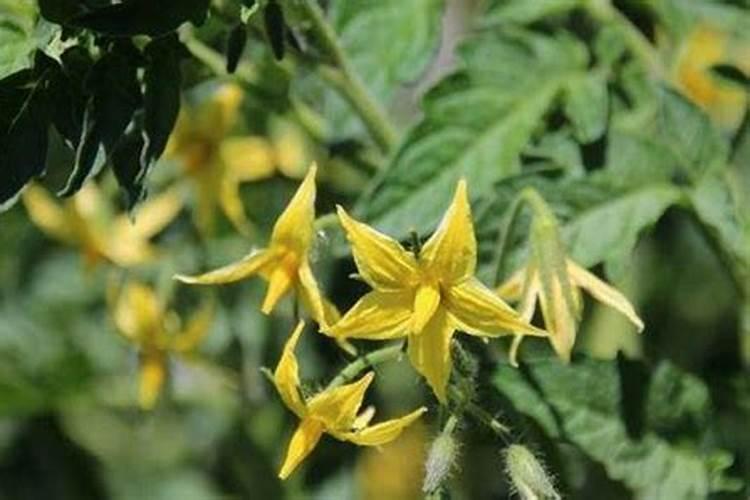 辣子疫病什么药最好最快能冶好？