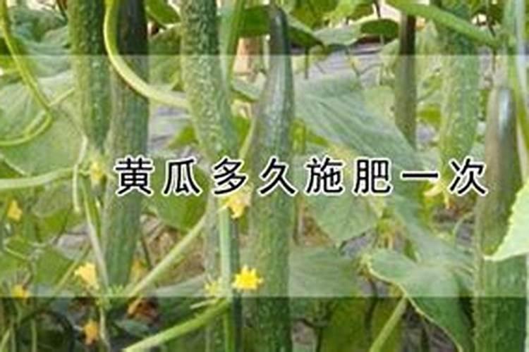 黄瓜多久施一次肥