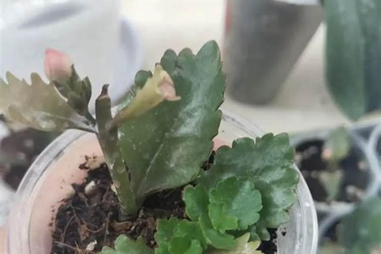 新扦插的长寿花怎样快速生长