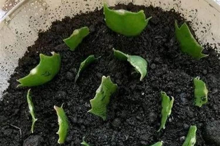 长寿花扦插技术要点是什么？