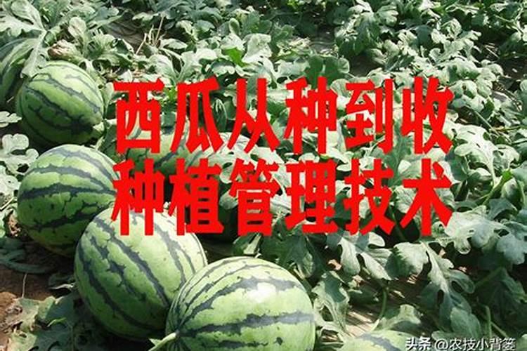 种西瓜用什么肥料最好