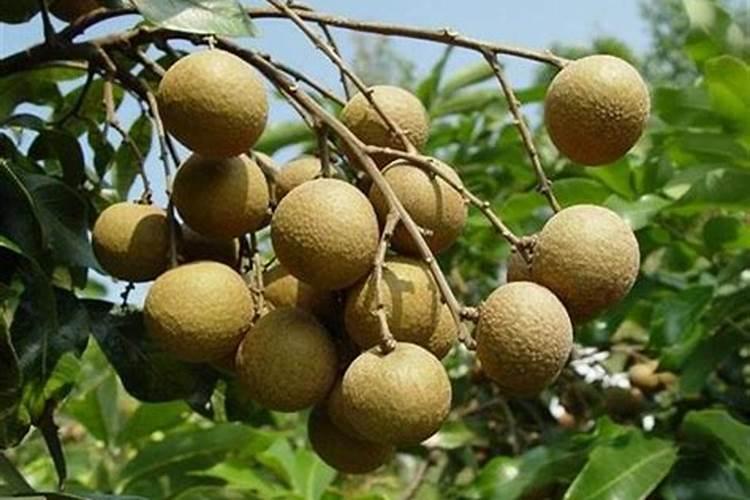 龙眼树叶子边缘有点干枯,是什么病害,有什么防治方法？(如图)