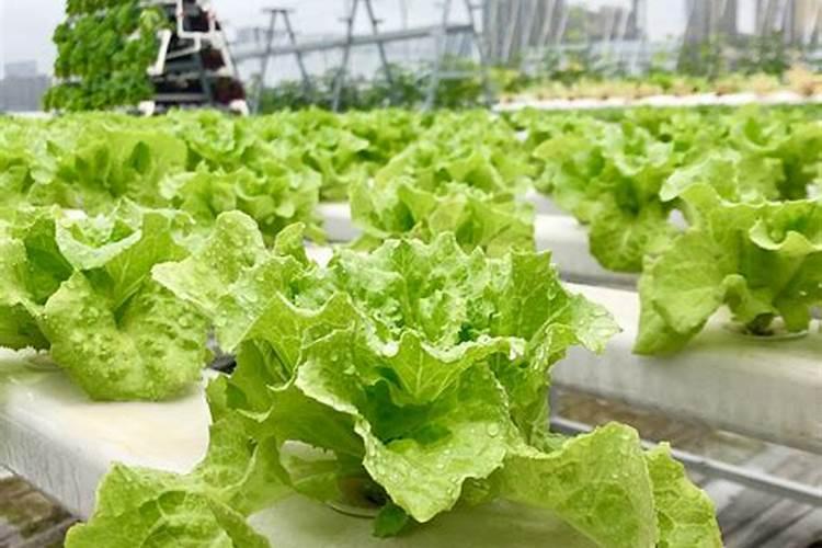 无土栽培蒜苗怎么栽