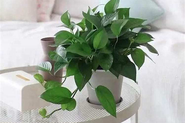 绿萝可以施尿素吗