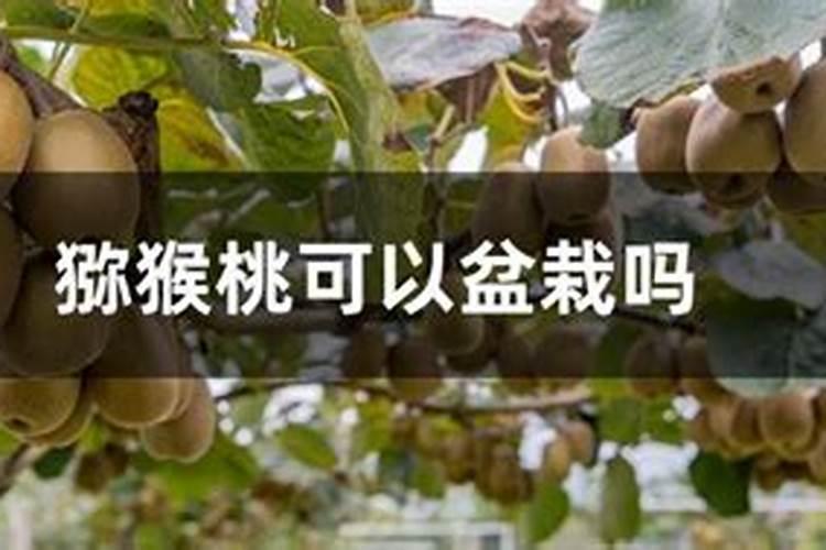 盆栽猕猴桃春季发芽追肥如何施肥用什么肥比较好多久施一次能结果吗