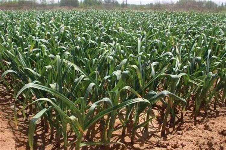 种花生用什么肥料最好高产