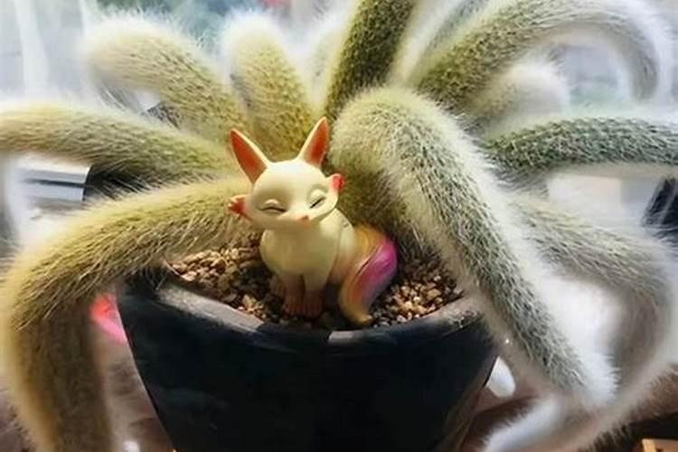 九尾狐多肉的养殖方法和注意事项)