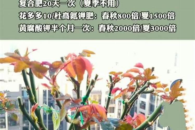 春天月季发芽施什么肥