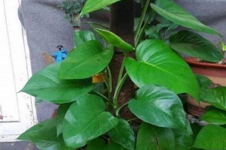 绿萝可以施尿素吗