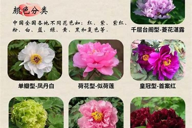 牡丹花前肥什么时候浇水好 牡丹花花前肥如何浇水