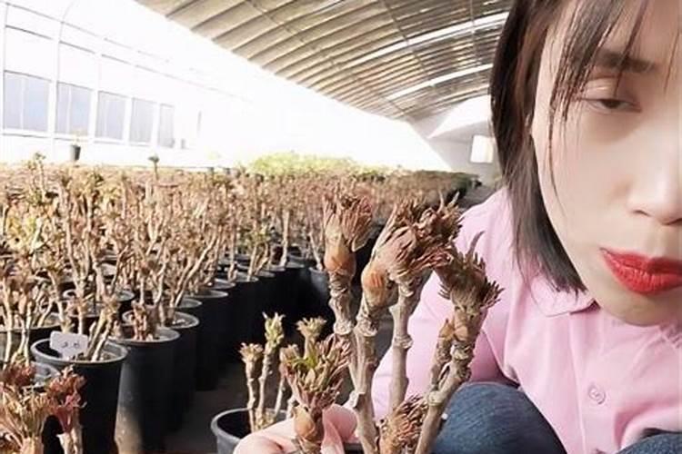 牡丹花什么时候生长