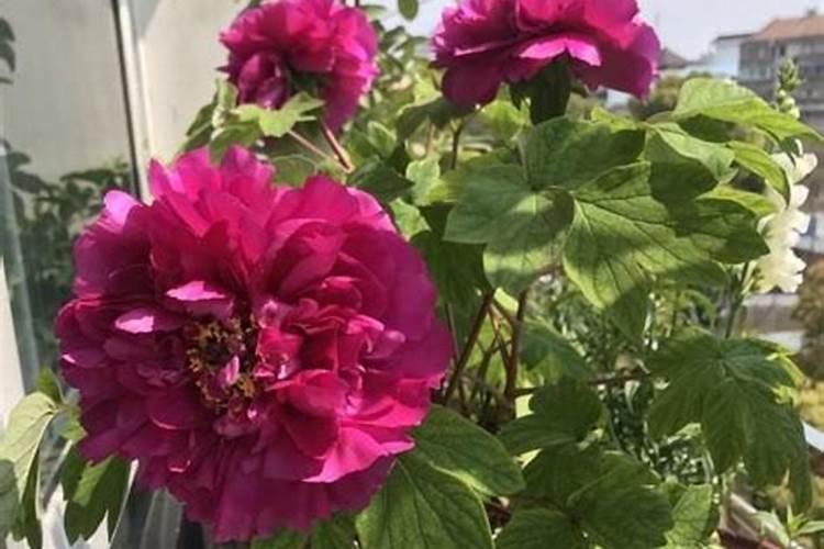 牡丹花正常生长期养护细节