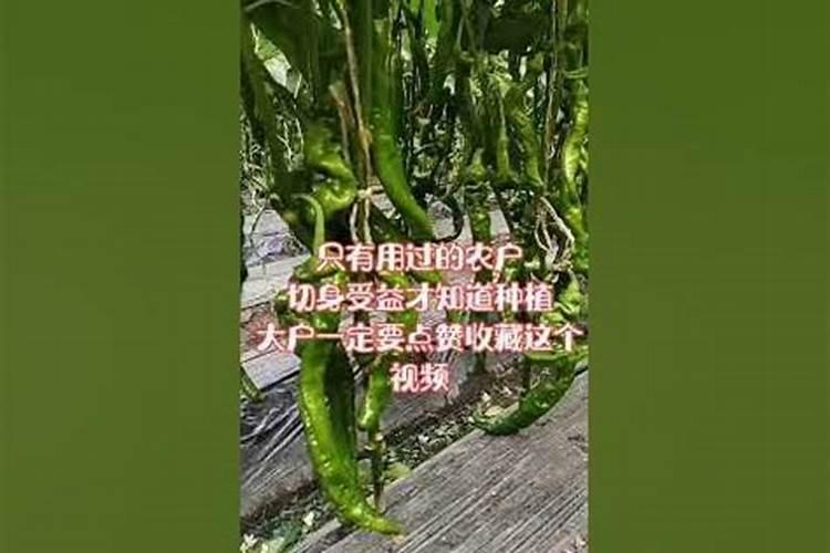 辣椒快速膨大用什么肥料,什么时候使用效果好