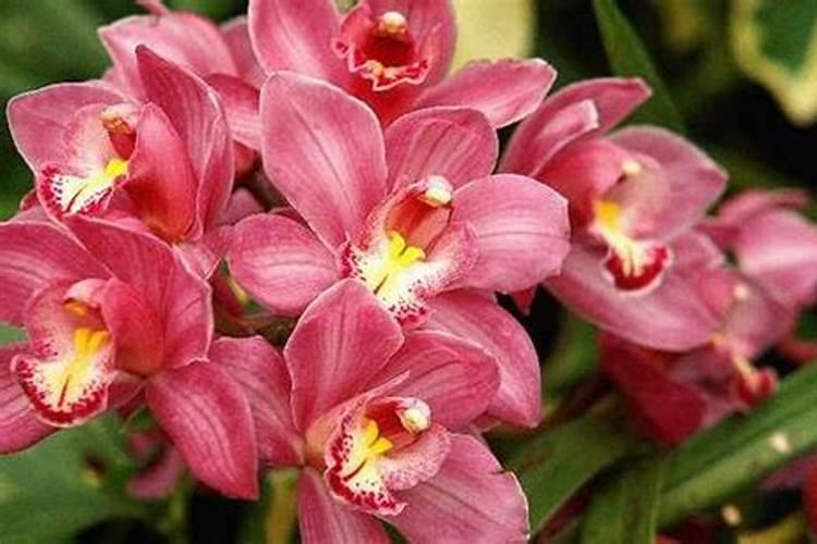 大花蕙兰施肥方法 怎样给大花蕙兰施肥