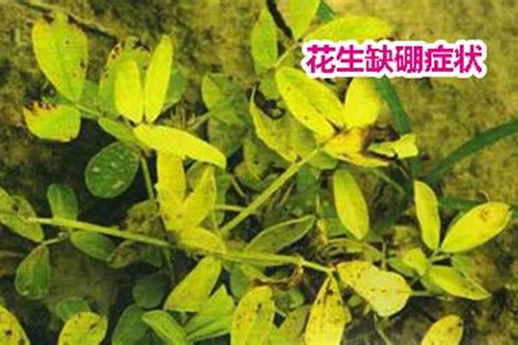 硼砂对花生下针盛花期有用吗