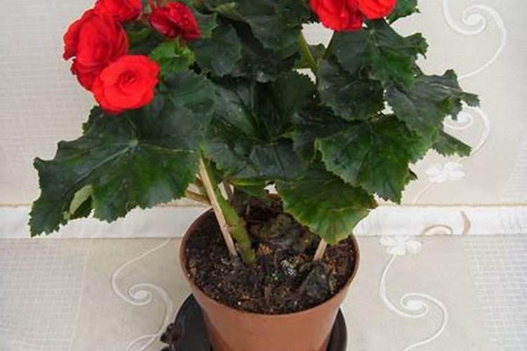 牡丹花在春天怎么施花肥？怎么培养？几天浇水一次？